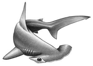 [Slika: hammerhead.jpg]