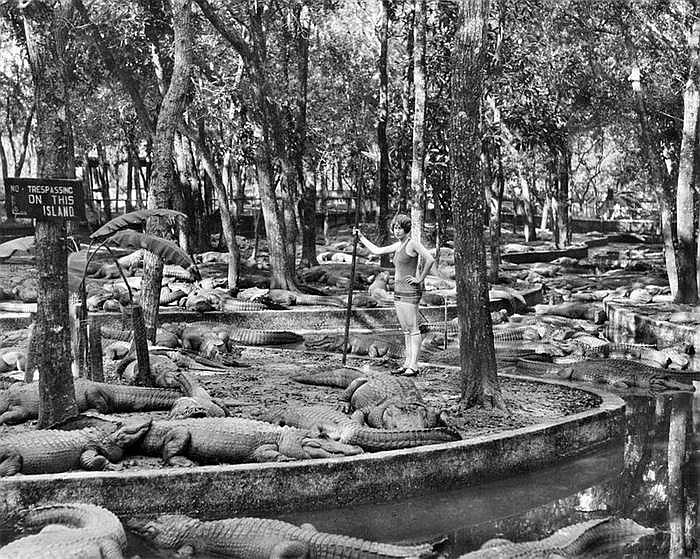 Click image for larger version  Name:	004 Gator Farm_001a.jpg Views:	0 Size:	187.2 KB ID:	429001