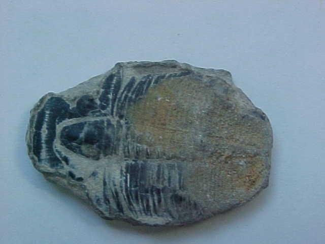 Click image for larger version  Name:	Trilobite_003.jpg Views:	0 Size:	36.9 KB ID:	432253