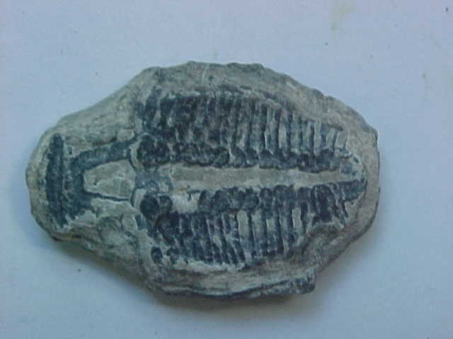 Click image for larger version  Name:	Trilobite_002.jpg Views:	0 Size:	37.4 KB ID:	432254