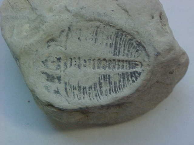 Click image for larger version  Name:	Trilobite_001.jpg Views:	0 Size:	36.1 KB ID:	432255