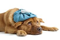 Click image for larger version

Name:	dog_sick-700x466.jpg
Views:	104
Size:	45.8 KB
ID:	448290